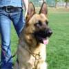 German Shepherd Walking and Tracking Leather Dog Harness