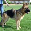 German Shepherd Walking and Tracking Leather Dog Harness