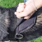 *Diesel in Non-Restrictive Dog Harness Designed for German Shepherd