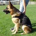 *Dilbar wearing Nylon Dog Harness with Handle for German Shepherd