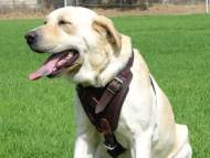 Leather dog harness for agitation,protection and attack.Padded.Designed and Sized to Fit Your Labrador Just Perfect