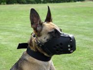 Leather dog muzzle perfect for Malinois M31