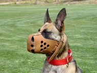 padded nylon dog collar