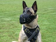 Leather dog harness for agitation,protection and attack.Padded.Designed and Sized to Fit Your Malinois Just Perfect