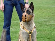 Luxury handcrafted leather dog harness made To Fit Malinois H7