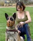 Tracking / Pulling / Agitation Leather Dog Harness : Padded and Adjustable : Designed to Fit Your Malinois just Perfect