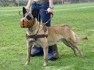 Tracking / Pulling / Agitation Leather Dog Harness For Malinois H5
