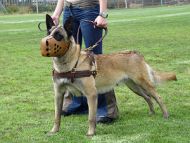 Tracking / Pulling / Agitation Leather Dog Harness For Belgian Malinois H5