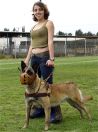 Tracking / Pulling / Agitation Leather Dog Harness For Belgian Malinois H5