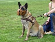 Tracking / Pulling / Agitation Leather Dog Harness For Malinois H5