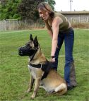 All Weather dog harness for tracking / pulling Designed to fit Malinois