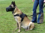 Nylon multi-purpose dog harness for tracking / pulling with extra handle.This harness is widely used by Malinois owners