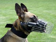 dog muzzle Malinois