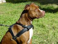 Pit Bull Leather Padded Dog Harness