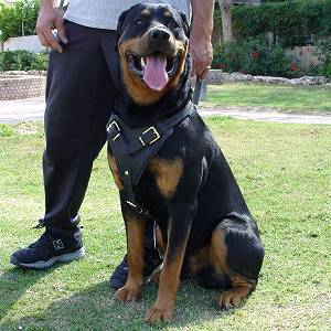 rottweiler puppies attack rottweiler attack www pixshark images galleries with a bite rottweiler puppies attack rottweiler attack www pixshark images galleries with a bite