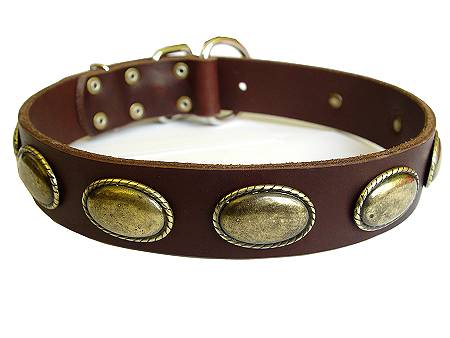 Pitbull dog collar