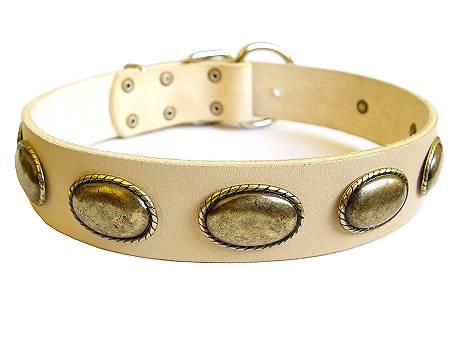 dog collar