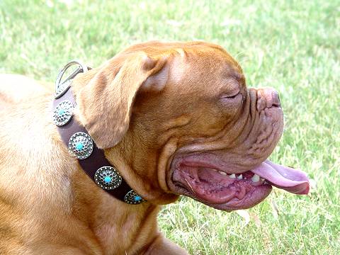 *Gabriel looks great in our Gorgeous Wide Brown Leather Dog Collar - Fashion Exclusive Design