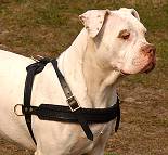 American Bulldog Leather Dog Harness For Tracking work