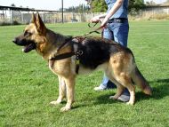 Anti Tug Dog Training Leash Anti Tug Dog Training Leash