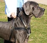 Great Dane Pulling Work Leather Dog Harness