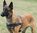 Belgian Malinois leather dog harness