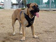 Leather Dog Harness
