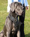 Great Dane dog harness