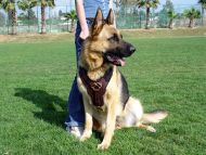 Soft Padded German Shepherd Leather Dog Harness for Agitation Training