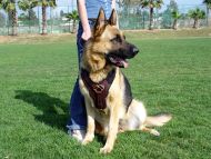 Black *Jack Wearing Thick Leather Dog Harness Padded on the Chest