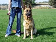 Gorgeous *Duke wearing our Exclusive Luxury Handcrafted Padded Leather Dog Harness