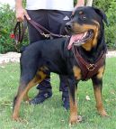 Black *Jack Wearing Thick Leather Dog Harness Padded on the Chest