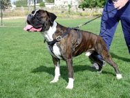 Tracking dog harness made of leather And Created To Fit Boxer H3