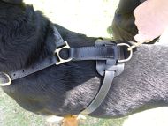 *Muldoon Bloodhound in our Luxury Handcrafted Leather Dog Harness - H7