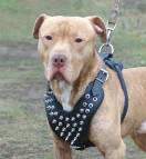 Spiked  Walking dog harness made of leather And Created To Fit Amstaff and similar breeds - product code H9