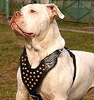 American Bulldog dog harness