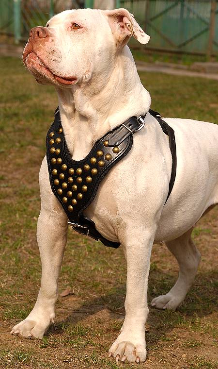 Studded leather walking dog harness padded and adjustable : Custom Made for American Bulldog