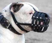 American Bulldog muzzle