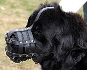 Newfoundland dog training leather cage muzzle riveted