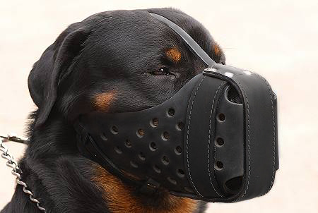 Muzzle for American Bulldog and English Bulldog – CollarDirect