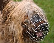 Dog Muzzle Light For Briard