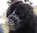 Newfoundland dog muzzle