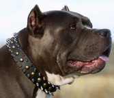 Pitbull Studded Dog Collar Secured with Rivets