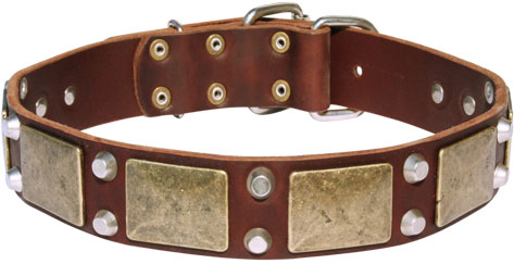 dog training collar