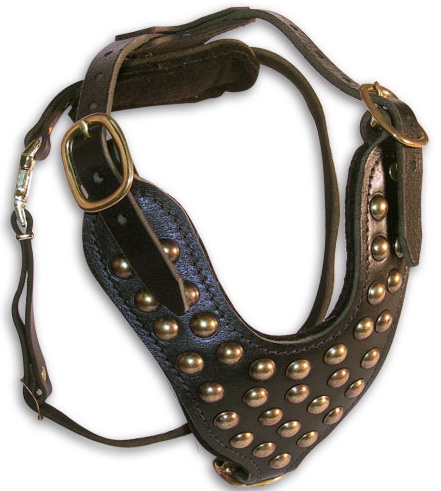 dog harness