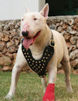 Bull Terrier dog harness