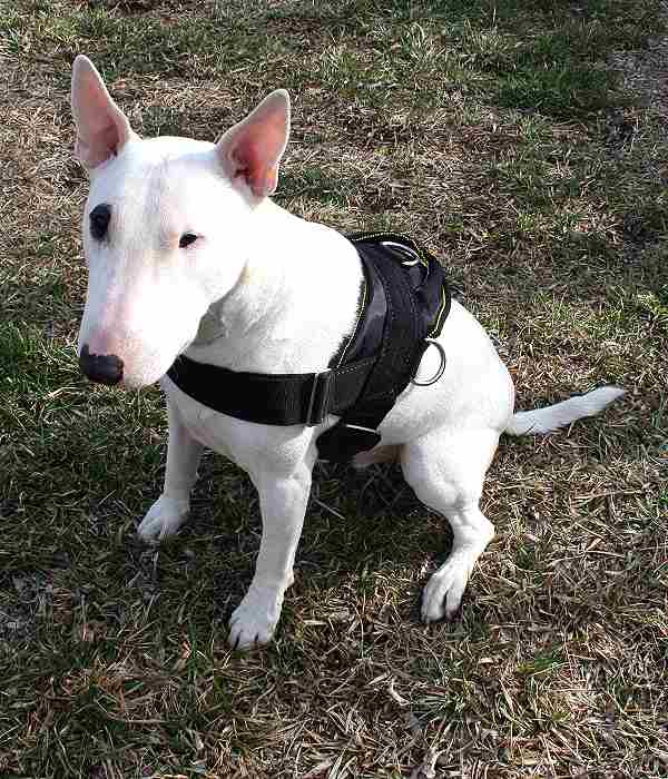 best harness for bull terrier