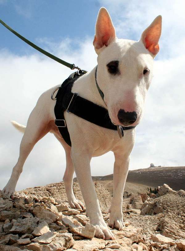 English Bull Terrier dog harness