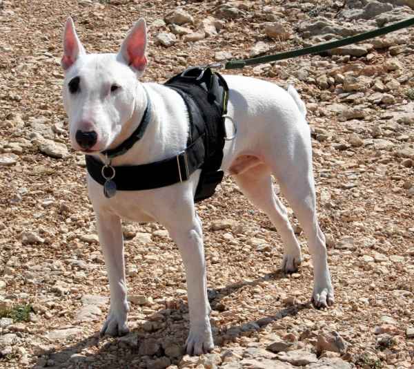 English Bull Terrier dog harness training