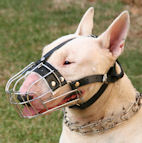 Bull Terrier muzzle